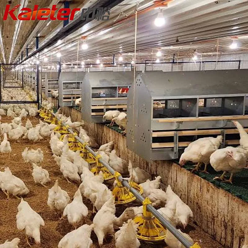 24 delikli tavuk yuvalama kutusu yumurta döşeme tavuk çiftliği tavuklar yetiştiriciliği makinesi için Metal kafes - Equipo avícola del criador - foodmachtech
